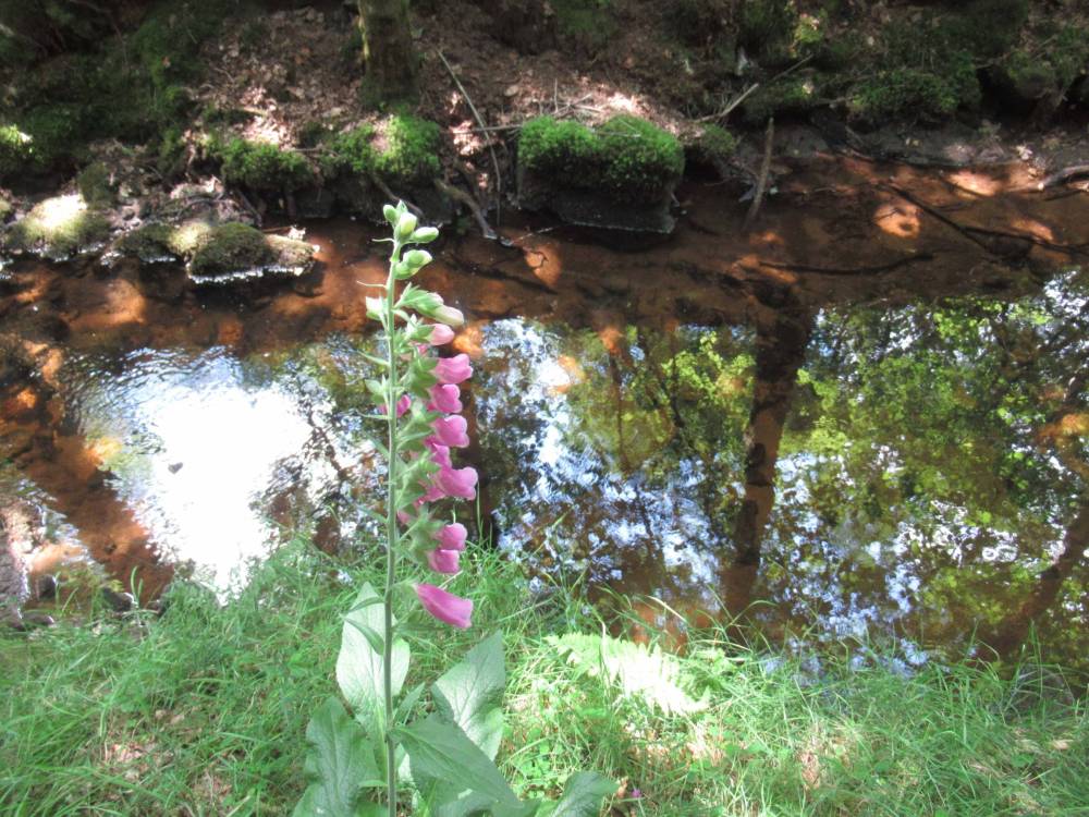 etangs et plan d'eau montintin (1)