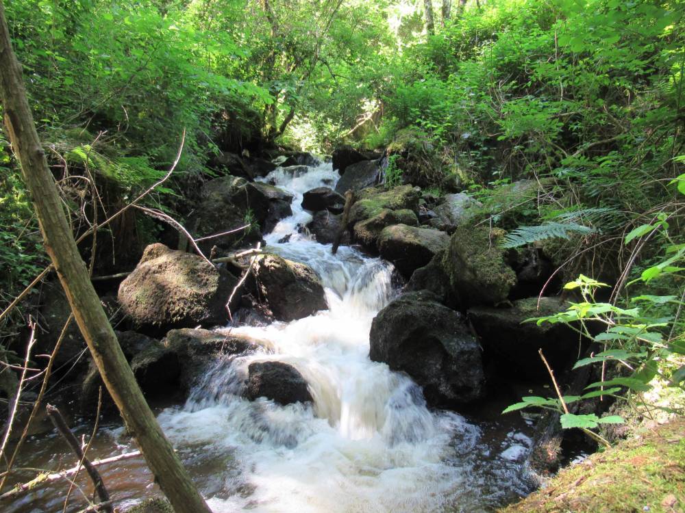 etangs et plan d'eau montintin (43)